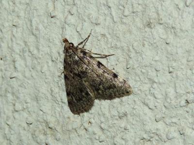  Aglossa pinguinalis (Linnaeus, 1758)