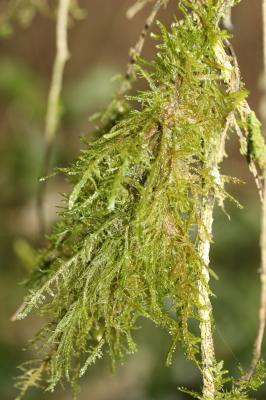  Alleniella complanata (Hedw.) S.Olsson, Enroth & D.Quandt, 2011