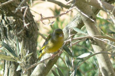 Verdier d'Europe Carduelis chloris (Linnaeus, 1758)