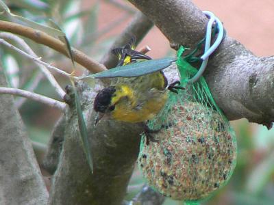 Tarin des aulnes Carduelis spinus (Linnaeus, 1758)