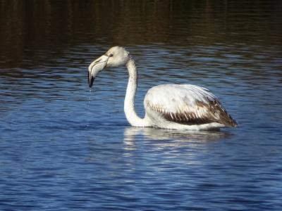 Flamant rose Phoenicopterus roseus Pallas, 1811
