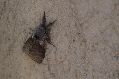 Pudibonde (La), Patte-Etendue (La) Calliteara pudibunda (Linnaeus, 1758)