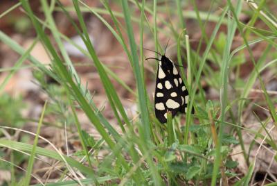 Ecaille fermière (L'), Ecaille villageoise (L') Arctia villica (Linnaeus, 1758)