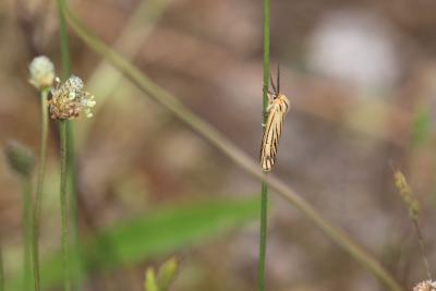 Ecaille striée (L') Spiris striata (Linnaeus, 1758)