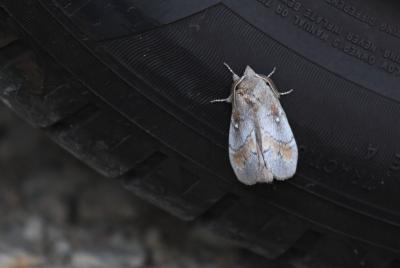 Bombyx du Pin (Le) Dendrolimus pini (Linnaeus, 1758)