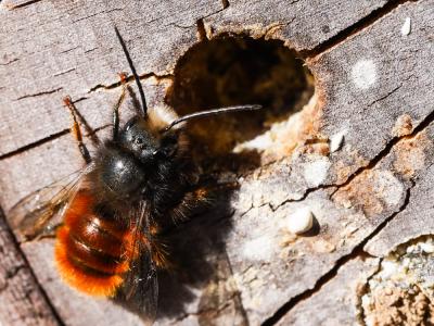  Osmia cornuta (Latreille, 1805)