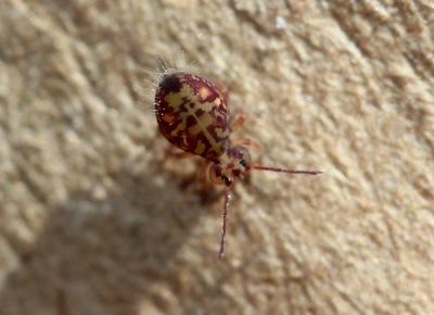  Dicyrtomina ornata (Nicolet, 1842)