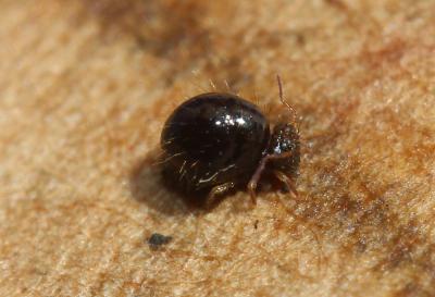  Allacma fusca (Linnaeus, 1758)