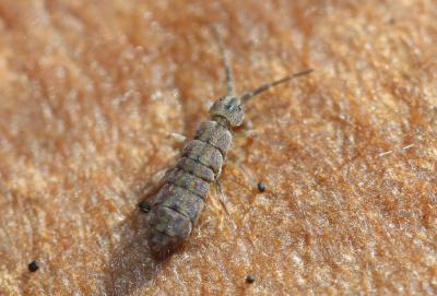  Isotomurus maculatus (Schäffer, 1896)