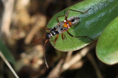  Beosus quadripunctatus (Müller, 1766)
