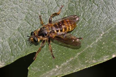  Choerades fimbriata (Meigen, 1820)
