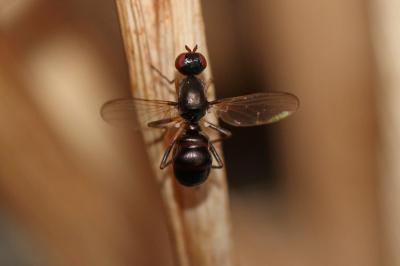  Nemopoda nitidula (Fallén, 1820)