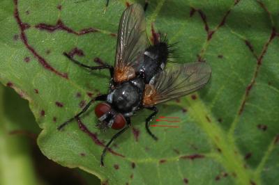  Thelaira solivaga (Harris, 1780)