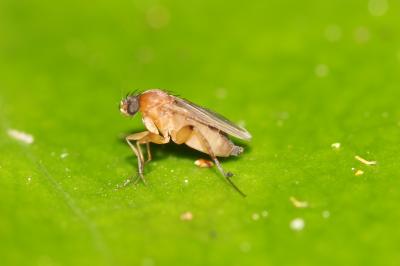  Phoridae Curtis, 1833