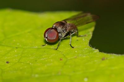  Pipunculidae Walker, 1834