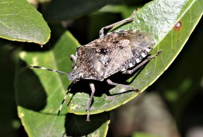 Punaise nébuleuse, Punaise grise Rhaphigaster nebulosa (Poda, 1761)