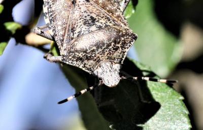 Punaise nébuleuse, Punaise grise Rhaphigaster nebulosa (Poda, 1761)
