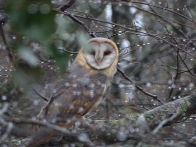 Chouette effraie, Effraie des clochers Tyto alba (Scopoli, 1769)