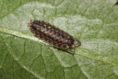  Porcellio spinicornis Say, 1818