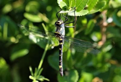 Cordulie splendide (La) Macromia splendens (Pictet, 1843)