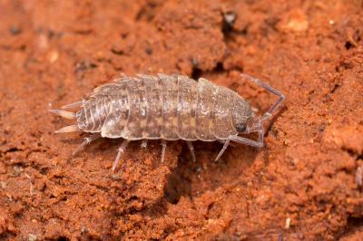  Porcellionides cingendus (Kinahan, 1857)