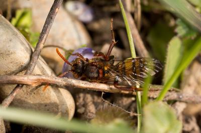  Nomada flava Panzer, 1798