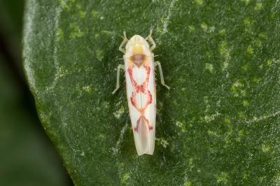  Zygina flammigera (Fourcroy, 1785)