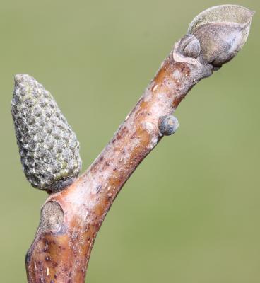 Noyer commun, Calottier Juglans regia L., 1753