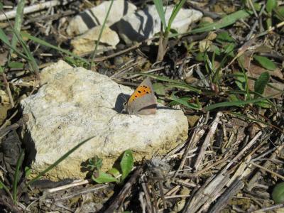Cuivré commun (Le), Argus bronzé (L'), Bronzé (Le) Lycaena phlaeas (Linnaeus, 1760)