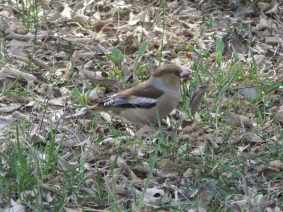 Grosbec casse-noyaux Coccothraustes coccothraustes (Linnaeus, 1758)