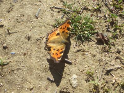 Grande Tortue (La), Vanesse de l'Orme (La), Grand- Nymphalis polychloros (Linnaeus, 1758)