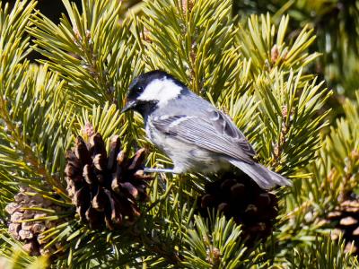 Mésange noire Periparus ater (Linnaeus, 1758)