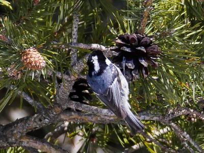 Mésange noire Periparus ater (Linnaeus, 1758)