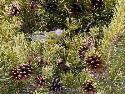 Venturon montagnard Carduelis citrinella (Pallas, 1764)