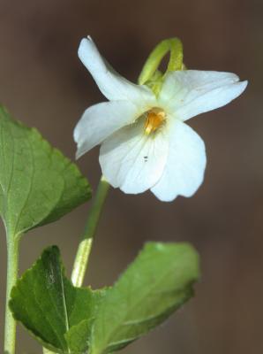 Violette blanche Viola alba Besser, 1809