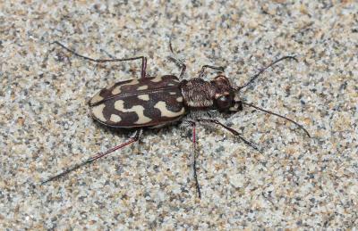  Lophyra flexuosa (Fabricius, 1787)