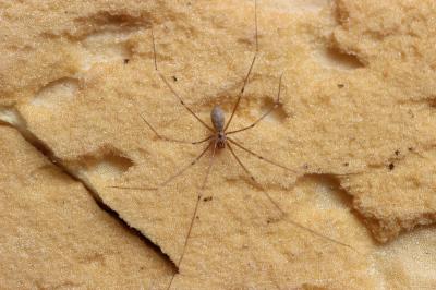 Pholque phalangiste Pholcus phalangioides (Fuesslin, 1775)