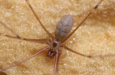 Pholque phalangiste Pholcus phalangioides (Fuesslin, 1775)