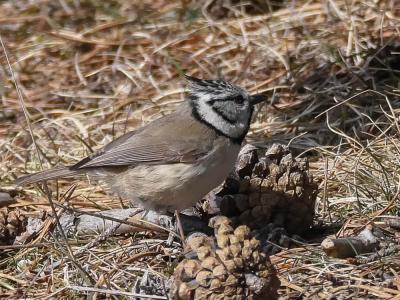Mésange huppée Lophophanes cristatus (Linnaeus, 1758)
