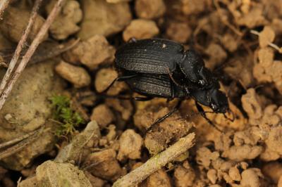 Licinus punctatulus (Fabricius, 1792)