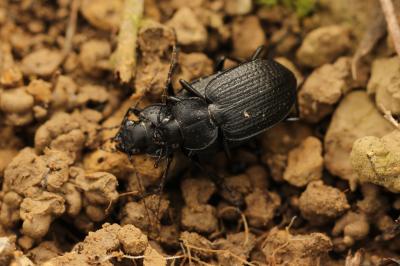  Licinus punctatulus (Fabricius, 1792)