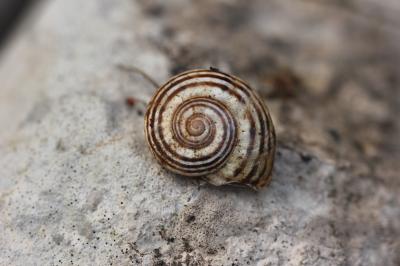 Hélice splendide Pseudotachea splendida (Draparnaud, 1801)
