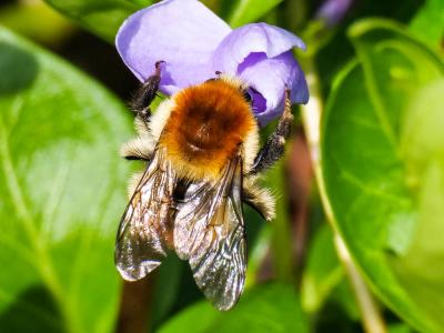Bourdon des champs Bombus pascuorum (Scopoli, 1763)