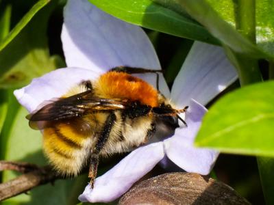 Bourdon des champs Bombus pascuorum (Scopoli, 1763)