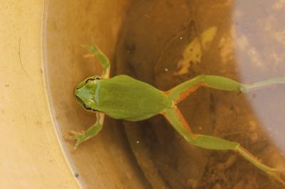 Rainette méridionale Hyla meridionalis Boettger, 1874