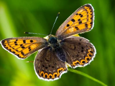 Cuivré fuligineux (Le), Argus myope (L'), Polyomma Lycaena tityrus (Poda, 1761)