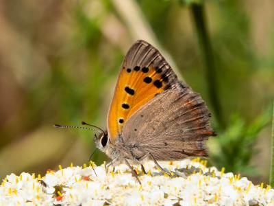 Cuivré commun (Le), Argus bronzé (L'), Bronzé (Le) Lycaena phlaeas (Linnaeus, 1760)