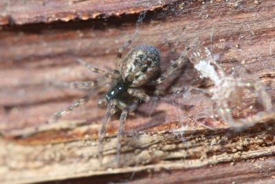  Lathys humilis (Blackwall, 1855)