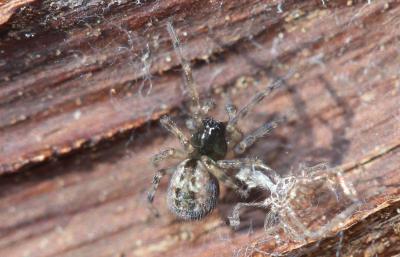  Lathys humilis (Blackwall, 1855)