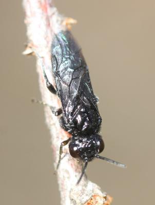  Tenthredinidae Latreille, 1903